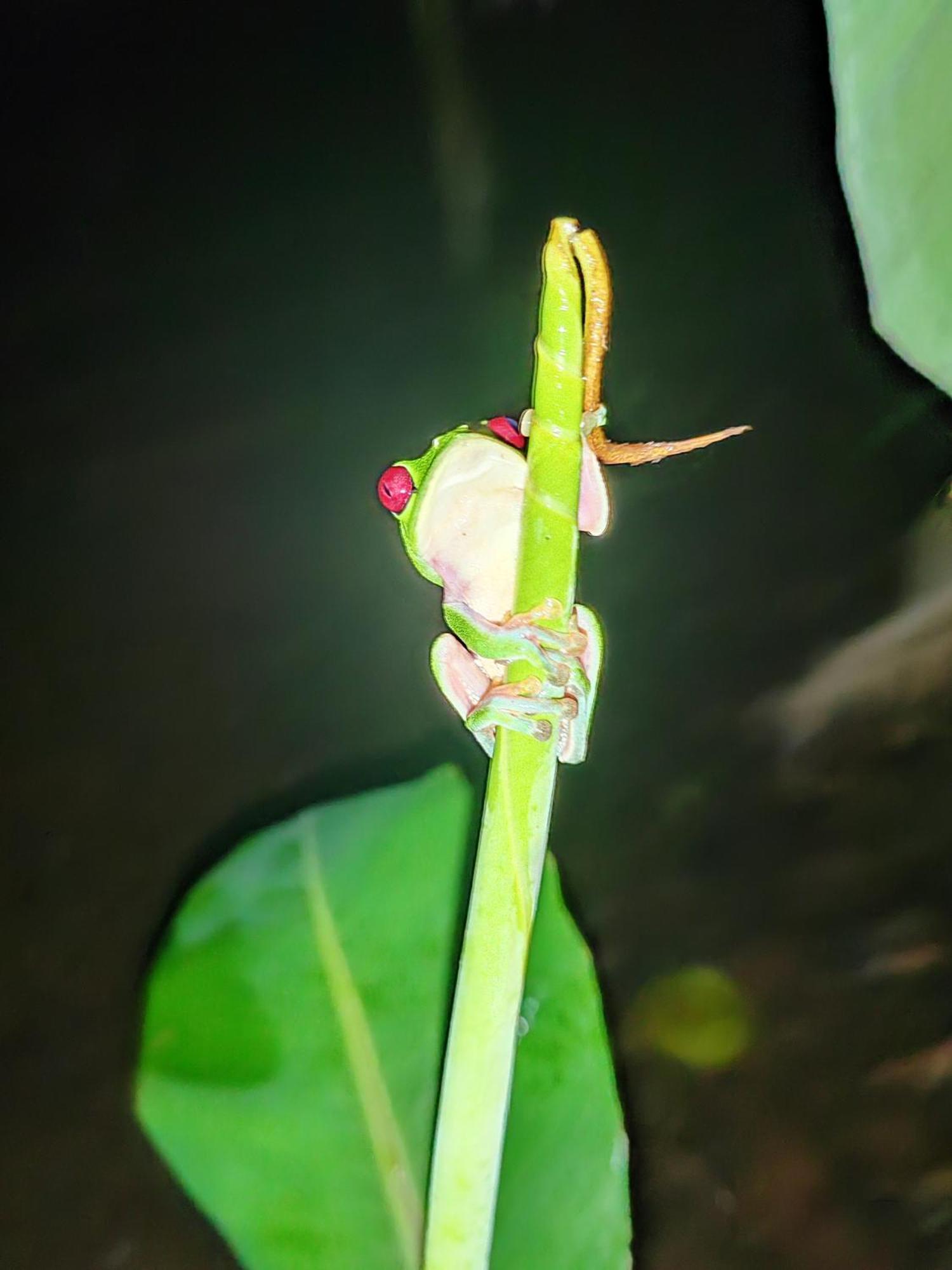 Garden Of Heliconias Lodge Drake Bay Exterior foto